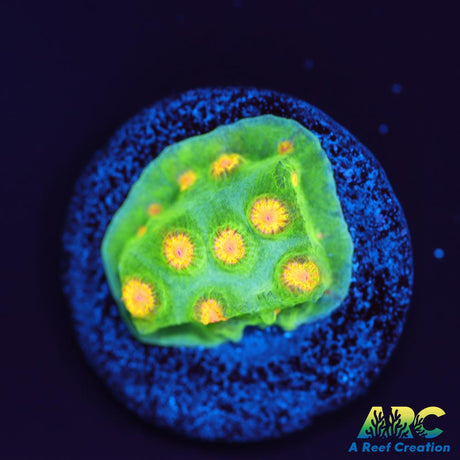 Reptar Cyphastrea