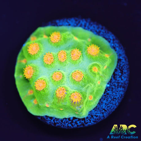 Reptar Cyphastrea