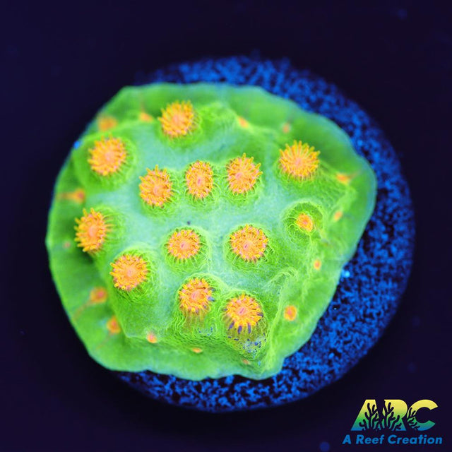 Reptar Cyphastrea