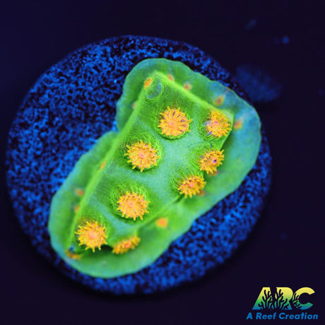 Reptar Cyphastrea
