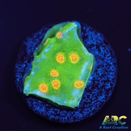 Reptar Cyphastrea
