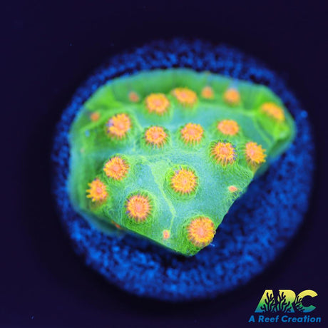 Reptar Cyphastrea