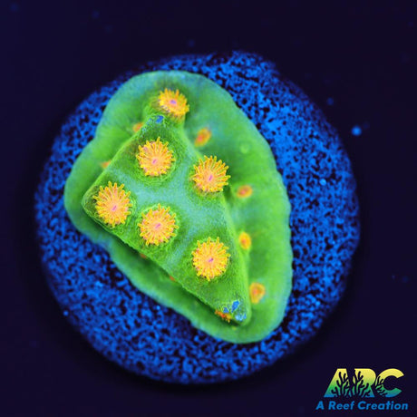 Reptar Cyphastrea