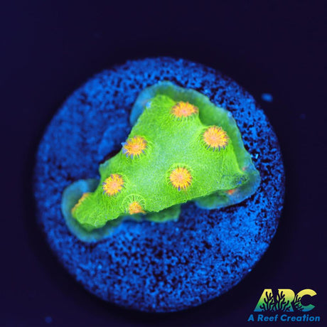 Reptar Cyphastrea