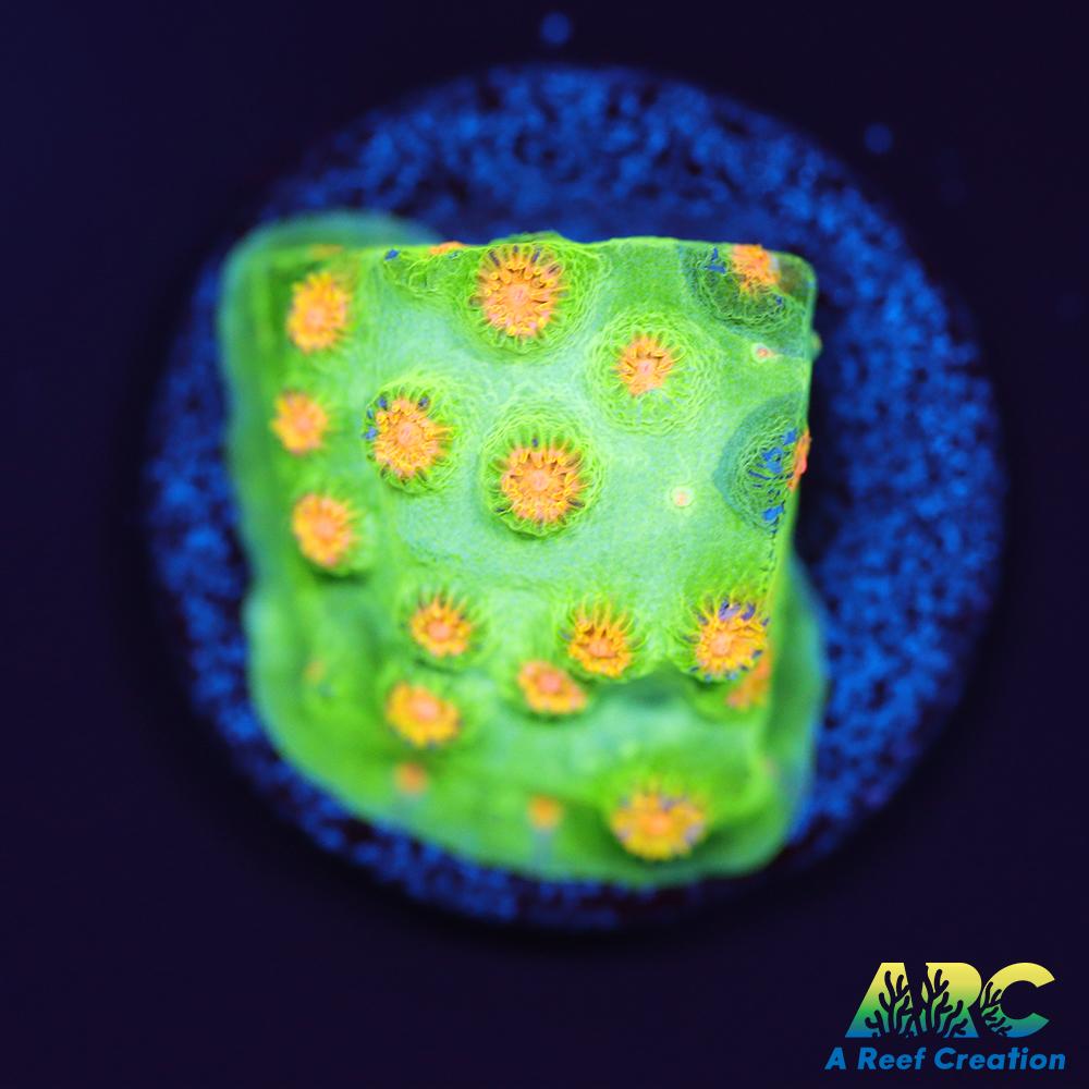 Reptar Cyphastrea