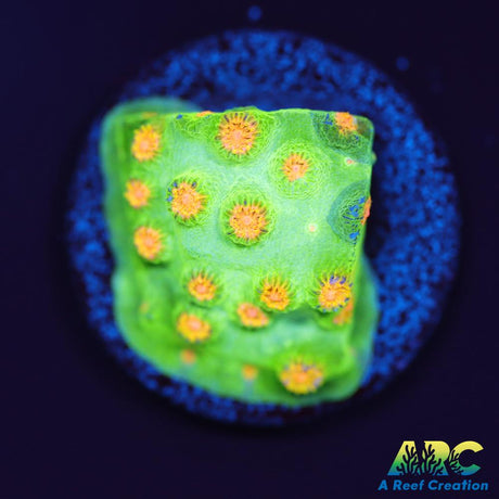 Reptar Cyphastrea