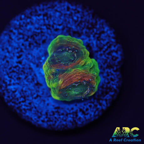 CC Orange Crush Echinata