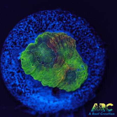 CC Orange Crush Echinata