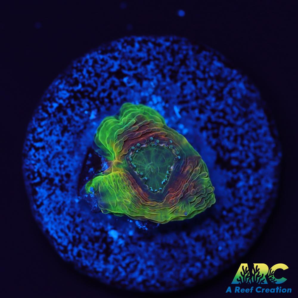 CC Orange Crush Echinata