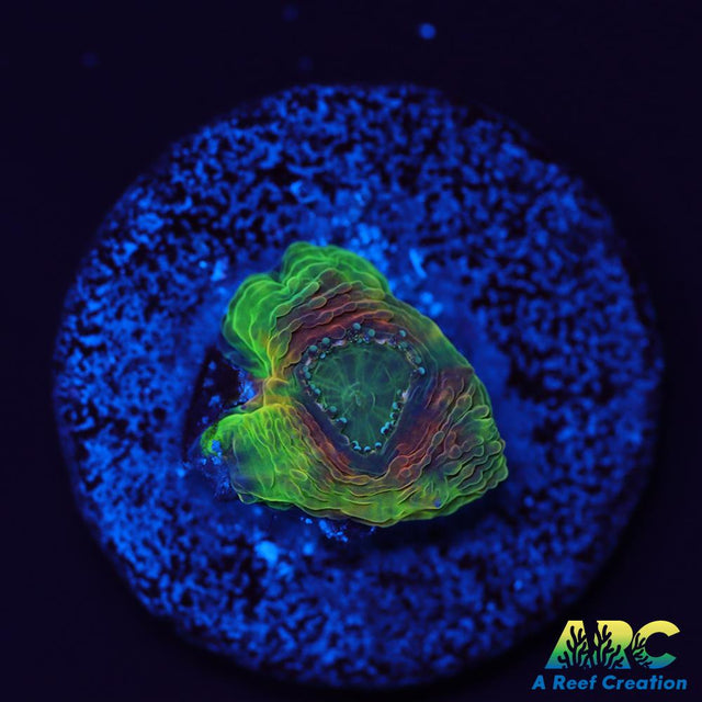 CC Orange Crush Echinata