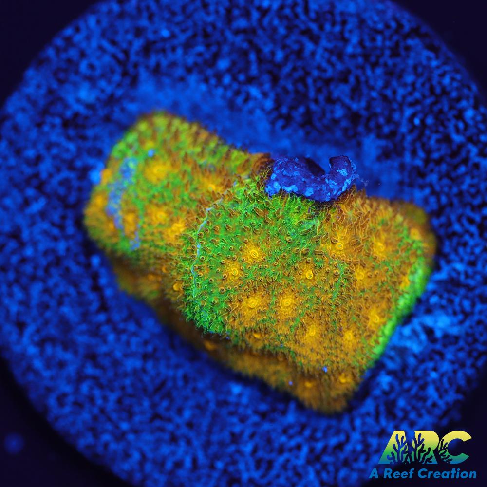 Electric Lettuce Psammocora