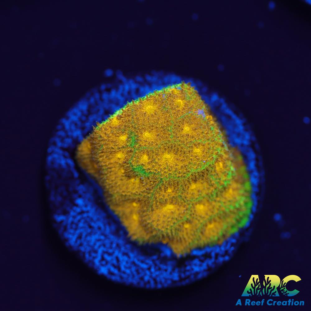 Electric Lettuce Psammocora