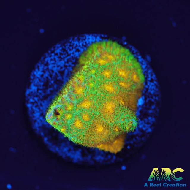 Electric Lettuce Psammocora