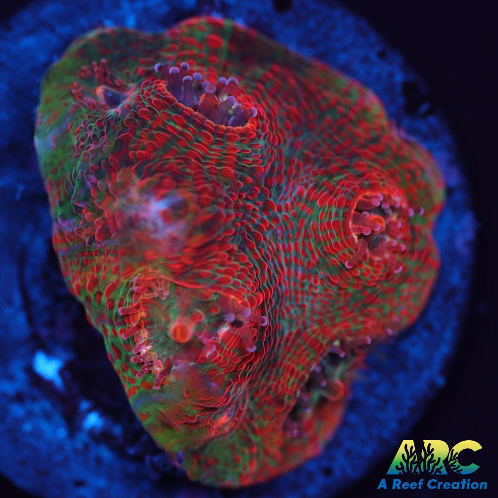 Cherry Garcia Chalice