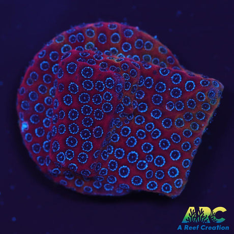 Darth Maul Porites