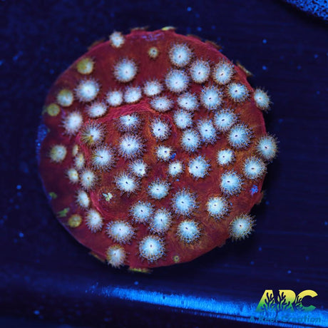 Peppermint Cyphastrea