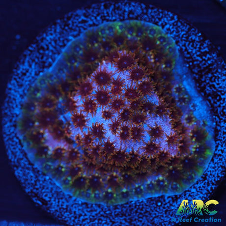 WWC Skittles Bomb Cyphastrea