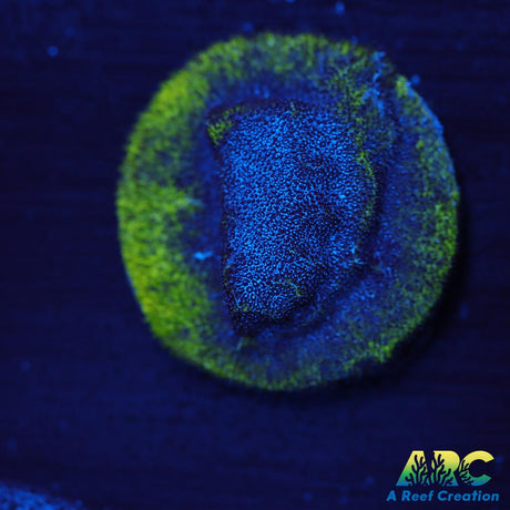 FF Blue Suede Shoes Psammo