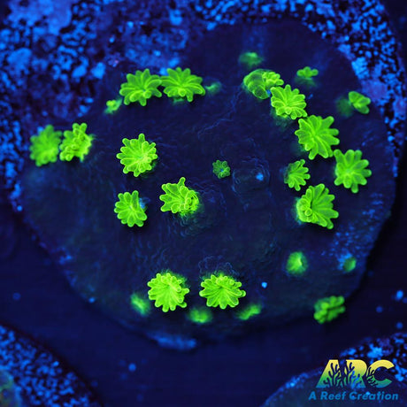 ARC Neon Astreopora