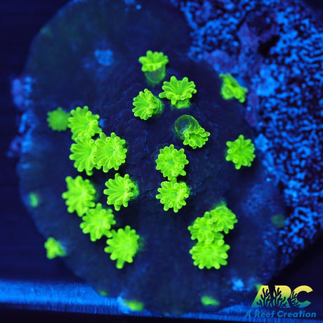 ARC Neon Astreopora