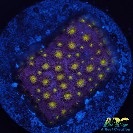 CB Bling Bling Cyphastrea