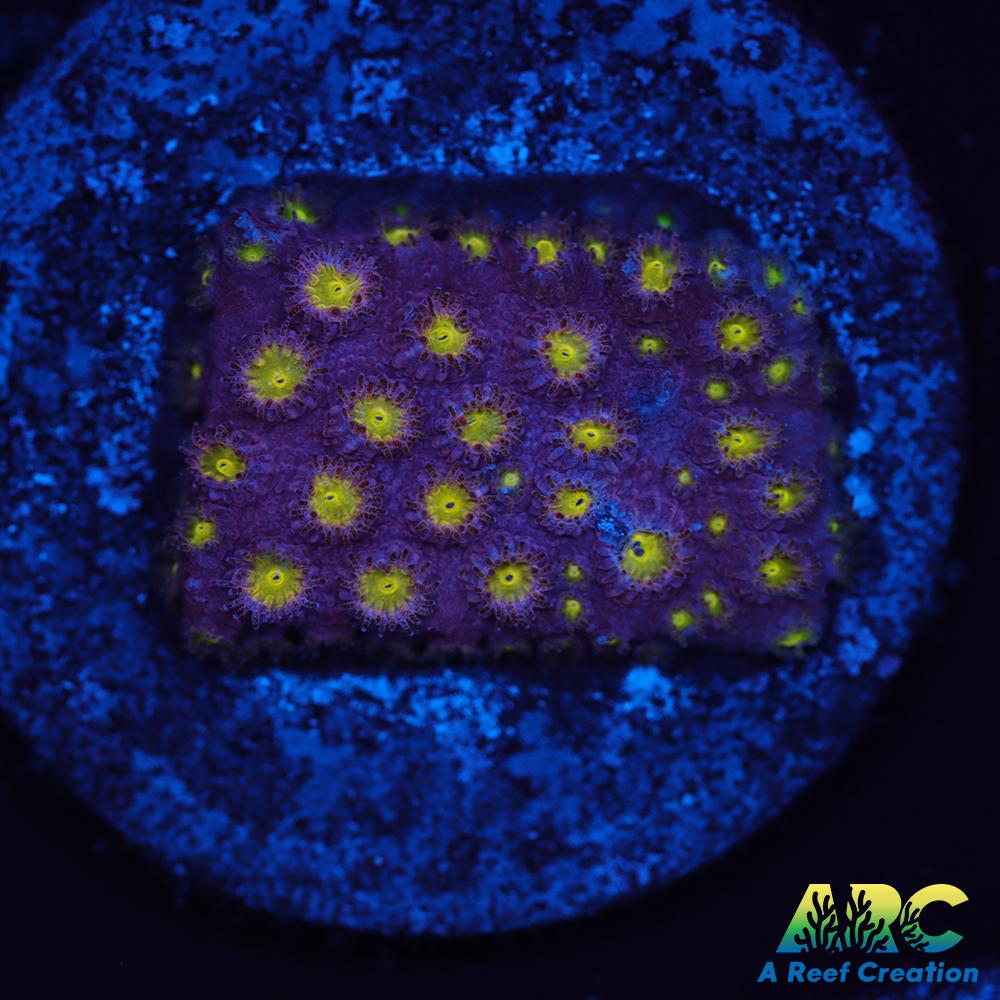 CB Bling Bling Cyphastrea