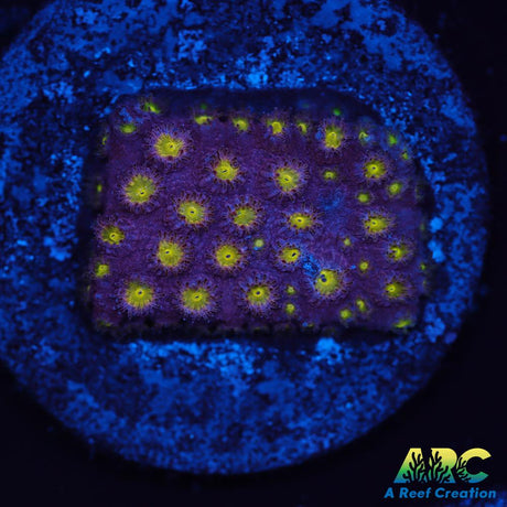 CB Bling Bling Cyphastrea