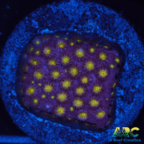 CB Bling Bling Cyphastrea