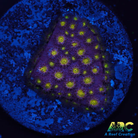 CB Bling Bling Cyphastrea