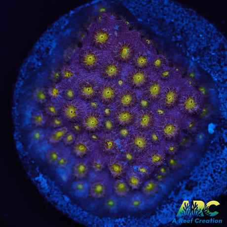 CB Bling Bling Cyphastrea