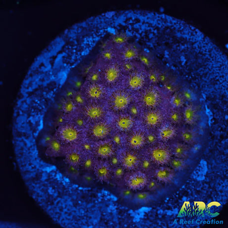 CB Bling Bling Cyphastrea