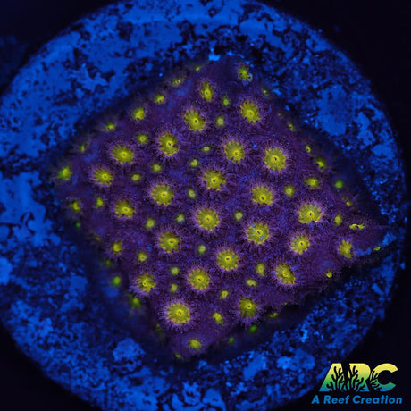 CB Bling Bling Cyphastrea