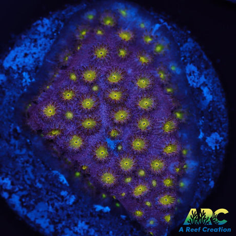 CB Bling Bling Cyphastrea
