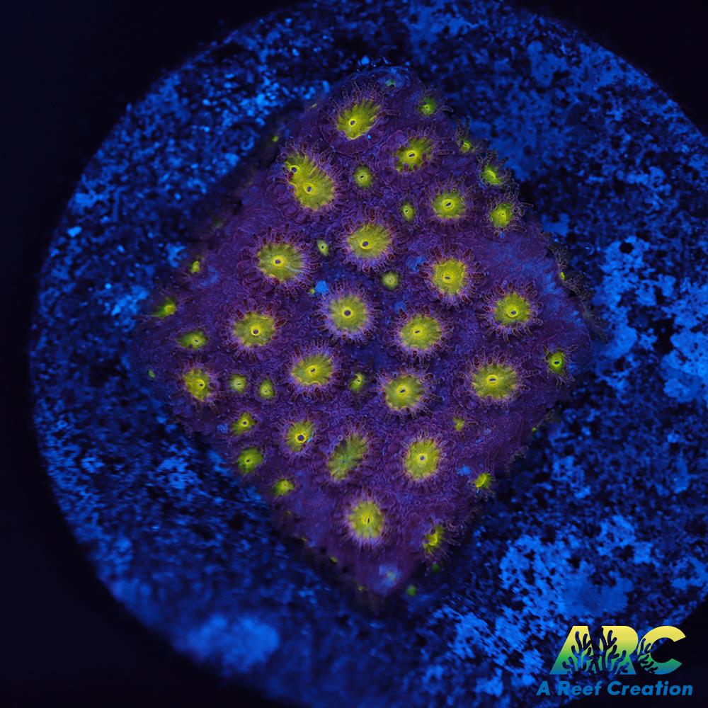 CB Bling Bling Cyphastrea