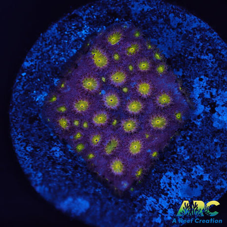 CB Bling Bling Cyphastrea