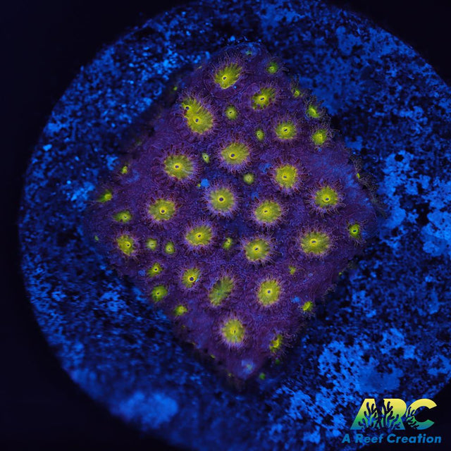 CB Bling Bling Cyphastrea