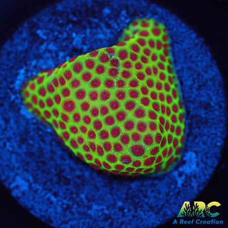 Grinch Porites