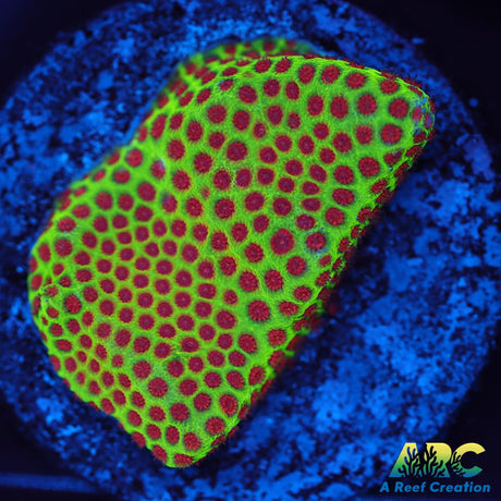 Grinch Porites