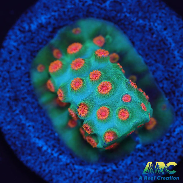 ARC Space Invader Cyphastrea
