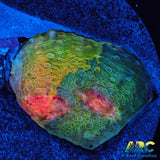 CCA Crayola Meltdown Chalice