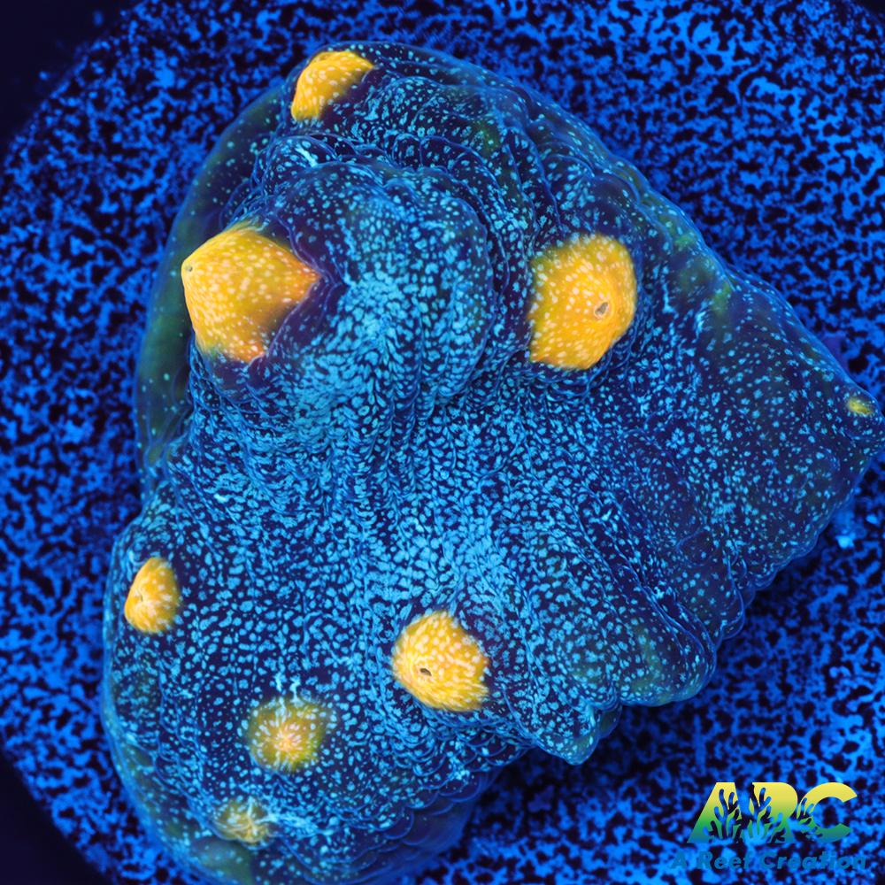 FF Blue Galaxy Chalice