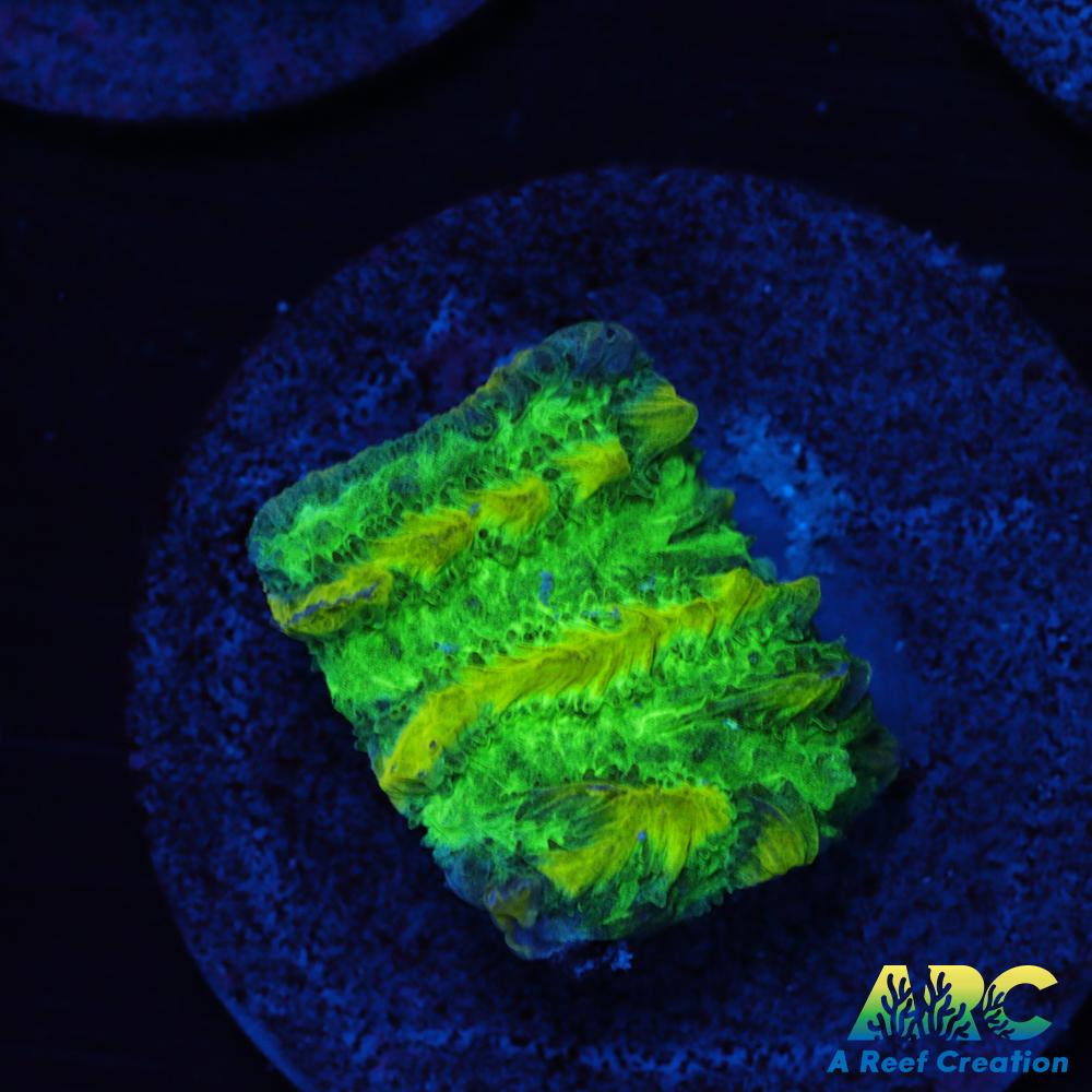 JF Limelight Hydnophora