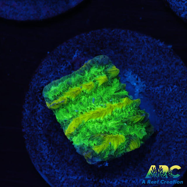 JF Limelight Hydnophora