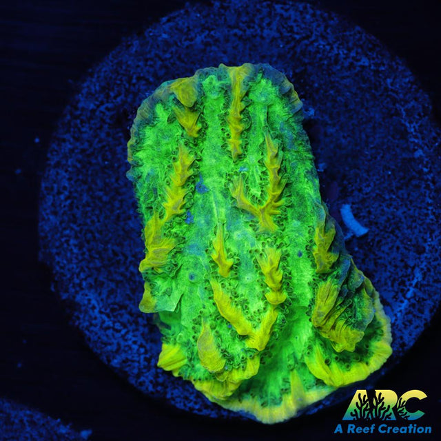 JF Limelight Hydnophora