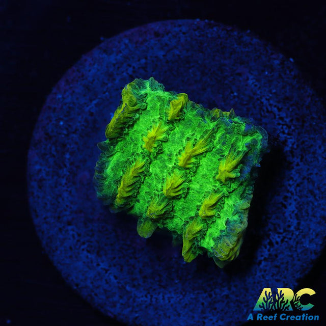 JF Limelight Hydnophora