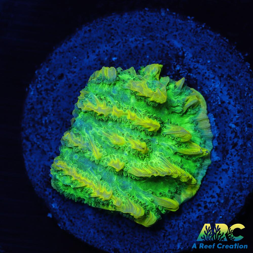 JF Limelight Hydnophora