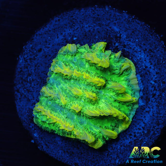 JF Limelight Hydnophora