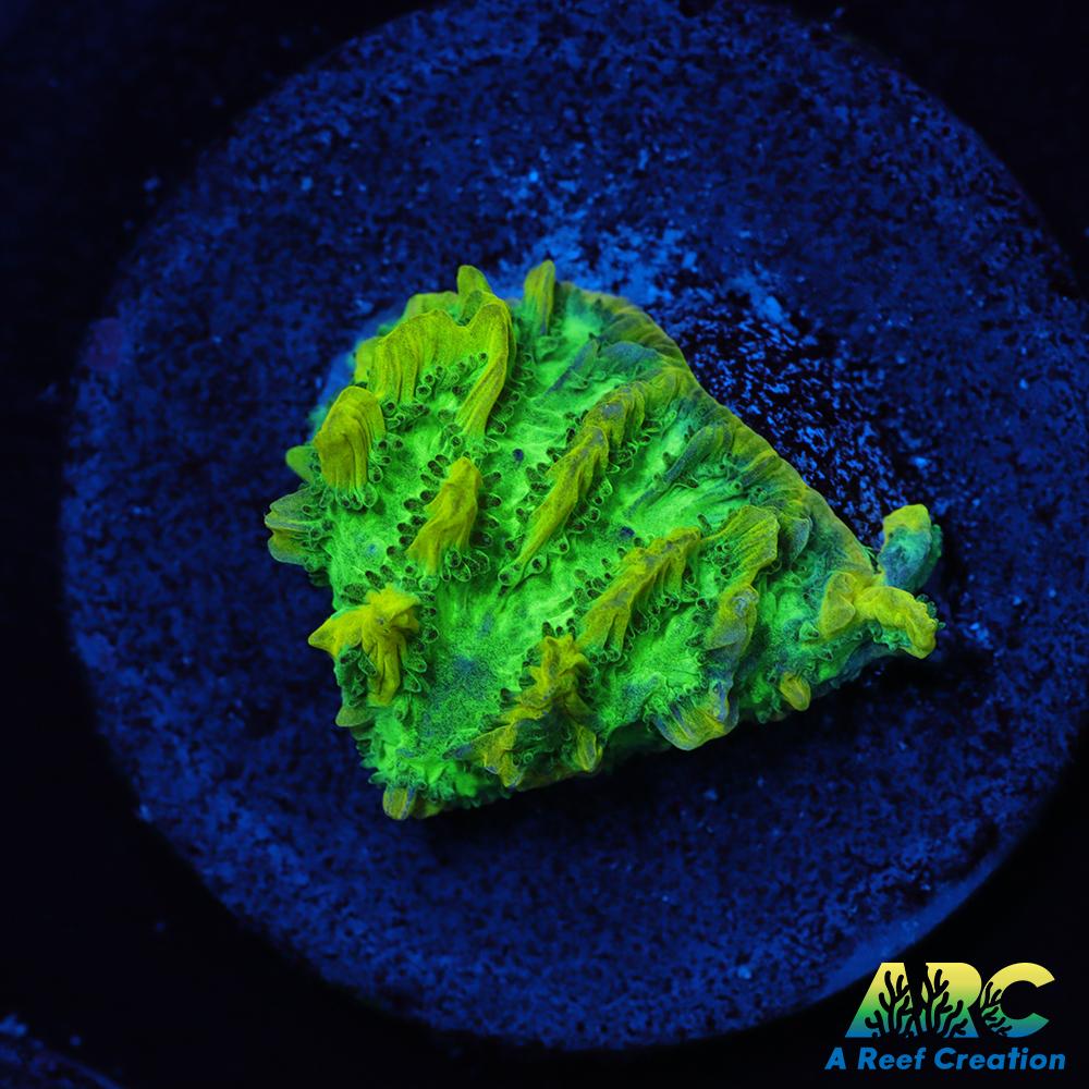 JF Limelight Hydnophora