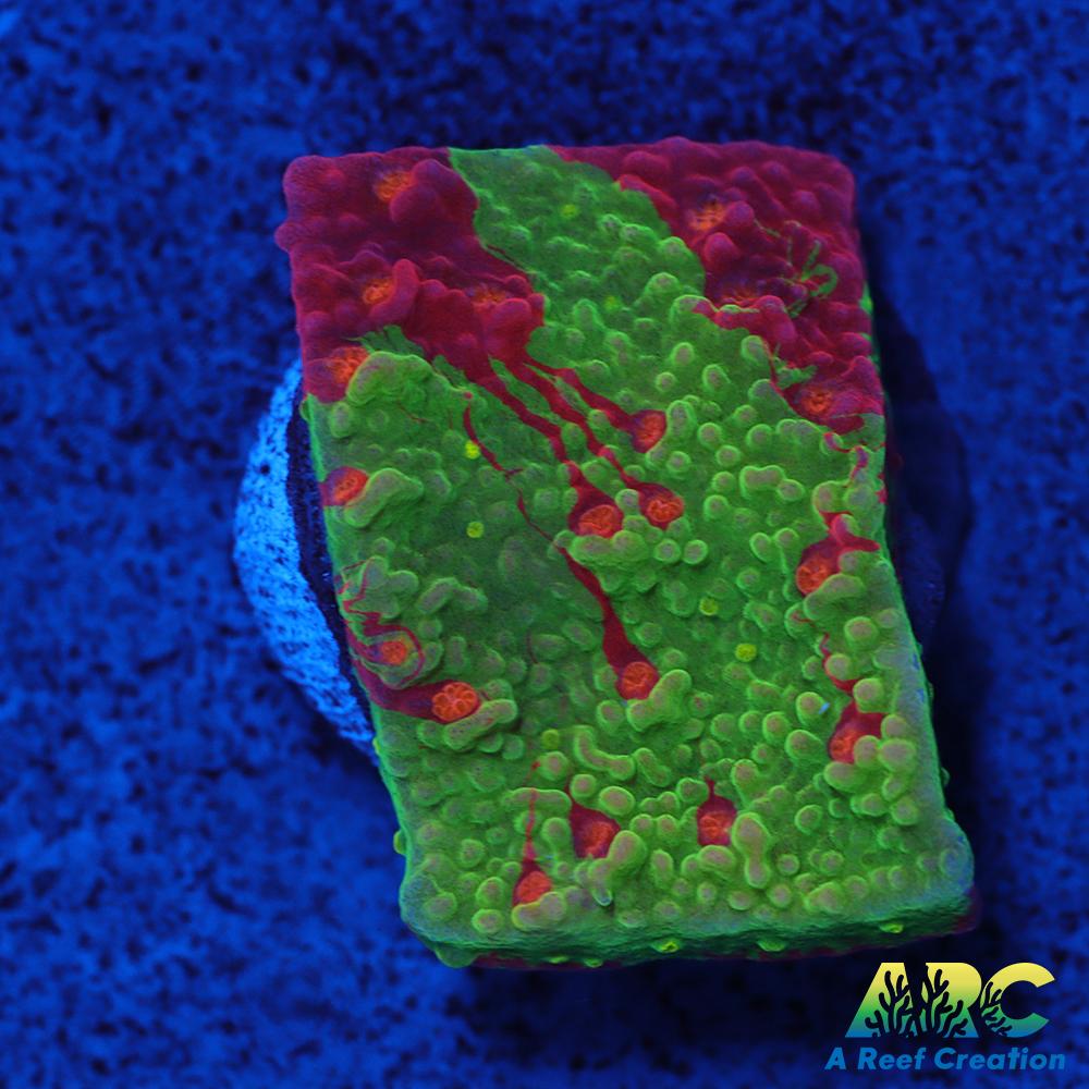 Grafted Sunfire Cap – A Reef Creation