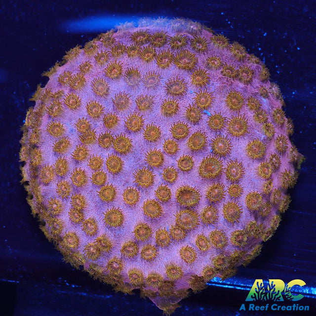 Cherry Red Cyphastrea